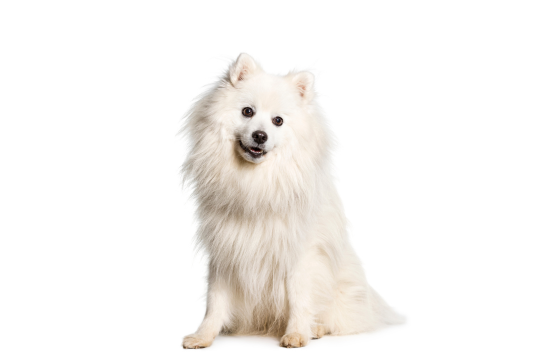 Japanese Spitz